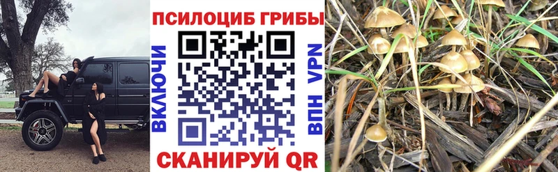 это как зайти наркотики Владимир Галлюциногенные грибы мухоморы